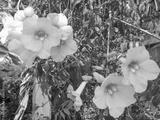 preview bw