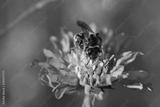preview bw