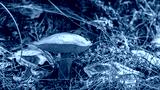 preview cold