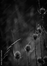 preview bw