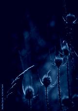 preview cold