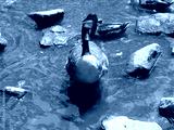 preview cold
