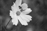 preview bw