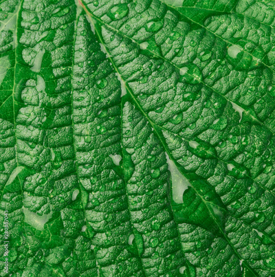 image to crop
