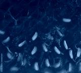 preview cold