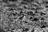 preview bw