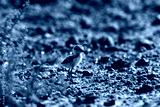 preview cold