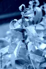 preview cold