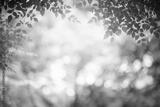 preview bw