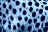 preview cold