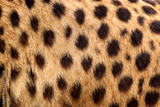 preview original