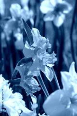 preview cold