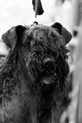 preview bw