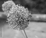 preview bw