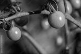 preview bw