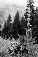 preview bw