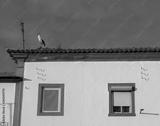 preview bw