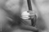 preview bw