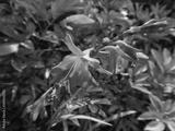 preview bw