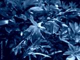preview cold