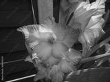 preview bw