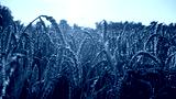 preview cold