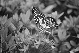 preview bw