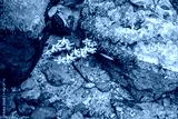 preview cold