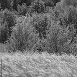 preview bw