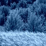 preview cold