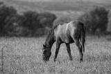 preview bw