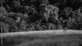 preview bw