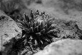 preview bw