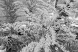 preview bw