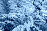 preview cold