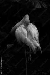 preview bw
