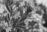 preview bw