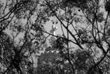 preview bw