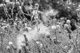 preview bw