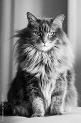 preview bw