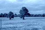 preview cold