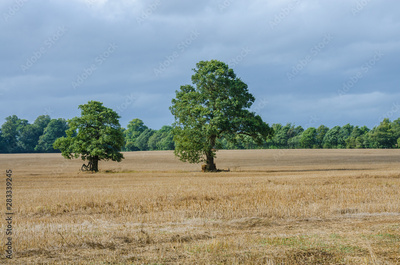 image to crop