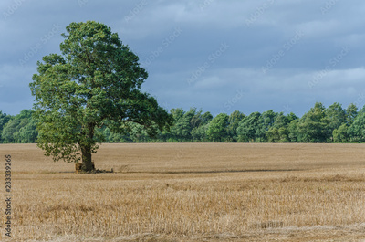 image to crop