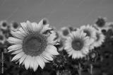 preview bw