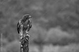 preview bw