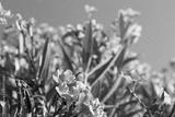 preview bw