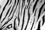 preview bw