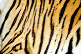 preview original