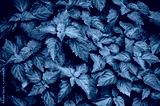 preview cold