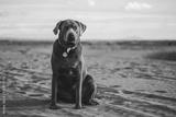 preview bw